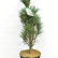 Pinus sylvestris ‘Fastigiata’ - 60-70