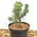 Pinus pumila ‘Glauca’ - 15-20