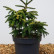 Picea orientalis ‘Early Gold’ - 50-60