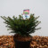 Picea omorika ‘Karel’ - 25-30
