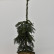 Picea omorika ‘Pendula Bruns’ - 70-80