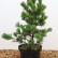 Pinus parviflora ‘Aro-Kawa‘ - 60-70