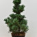Pinus parviflora ‘Bergmann’ - 50-60