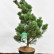 Pinus parviflora ‘Blue Giant‘ - 80-100