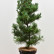 Pinus parviflora ‘Blue Giant’ - 80-100