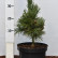 Pinus pumila ‘Chlorocarpa‘ - 30-35