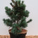Pinus pumila ‘Compacta‘ - 50-60