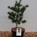 Pinus parviflora ‘Fukai’ - 30-40