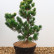 Pinus parviflora ‘Fukai‘ - 50-60