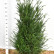 Pinus peuce ‘Glauca Compacta’ - 30-40