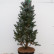 Picea pungens ‘Iseli Fastigiate’ - 100-120