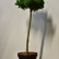 Pinus parviflora ‘Kokuho’ - 60 stam