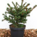 Picea pungens ‘Lucky Strike’ - 30-40