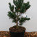 Pinus parviflora ‘Bonsai’ - 40-50