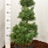 Pinus parviflora ‘Schoon’s Bonsai’ - 60-70