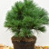 Pinus strobus ‘Bergman’s Mini’ - 40-50