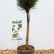 Pinus ‘Summer Breeze’ - 40 stam