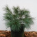 Pinus strobus ‘Blue Shag’ - 35-40