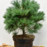 Pinus strobus ‘Blue Shag’ - 50-60
