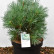 Pinus sylvestris ‘Chantry Blue’ - 40-50
