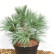 Pinus strobus ‘Edel’ - 30-35