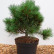 Pinus strobus ‘Krüger’s Lilliput’ - 30-40