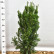 Pinus strobus ‘Minuta’ - 30-40