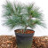 Pinus strobus ‘Radiata’ - 30-40