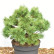 Pinus sylvestris ‘Sandringham’ - 30-40