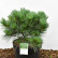 Pinus strobus ‘Secrest’ - 40-50
