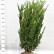Pinus strobus ‘Tiny Kurls’ - 60-70