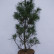Pinus strobus ‘Torulosa’ - 80-100