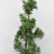 Pinus strobus ‘Torulosa’ - 125-150