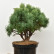 Pinus sylvestris ‘Watereri‘ - 40-50