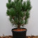 Pinus sylvestris ‘Watereri‘ - 50-60