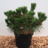 Pinus thunbergii ‘Maijima‘ - 30-40