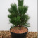 Pinus thunbergii ‘Thunderhead’ - 35-40