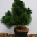 Pinus thunbergii ‘Thunderhead’ - 40-50