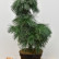Pinus wallichiana ‘Umbraculifera‘ - 40-50