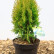 Platycladus orientalis ‘Aurea Nana’ - 25-30