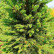 Picea abies Will’s Zwerg’ - 120-140