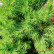 Picea glauca Perfecta - 50-60