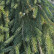 Picea abies ‘Frohburg’ - 120-140