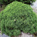 Picea glauca ‘Alberta Globe’ - 25/-
