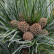 Pinus koraiensis ‘Silveray’ - 100-125