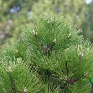 Pinus nigra ‘Hornibrookiana’ - 20-25