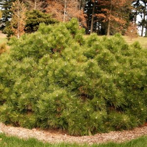 Pinus nigra ‘Marie Bregeon’ - 30-40