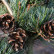 Pinus parviflora ‘Tempelhof’ - 60-80