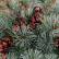 Pinus parviflora ‘Negishi’ - 30-40