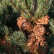 Pinus parviflora ‘Ryu-ju’ - 70-80